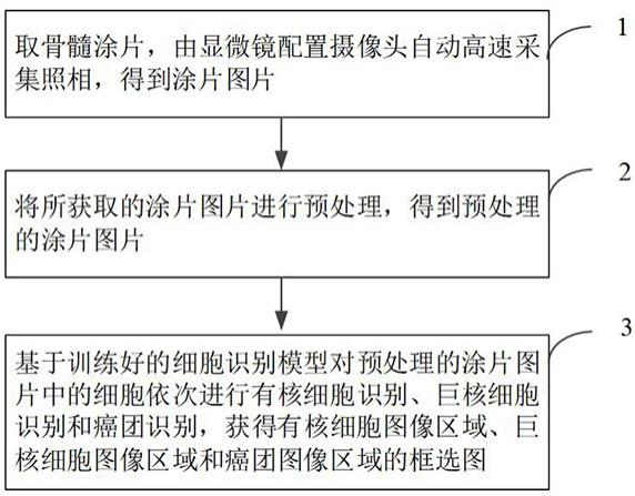 一种骨髓涂片中细胞识别的方法与流程