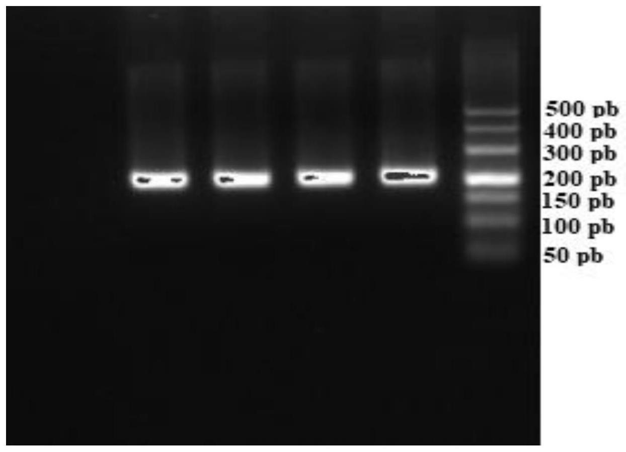 MSTN基因与肉鸽生长和屠宰性状相关的SNP分子标记及其应用
