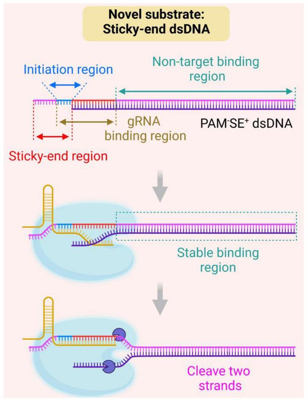 用于CRISPR-Cas12a体系的底物DNA及其应用和通用型基因突变检测方法与流程