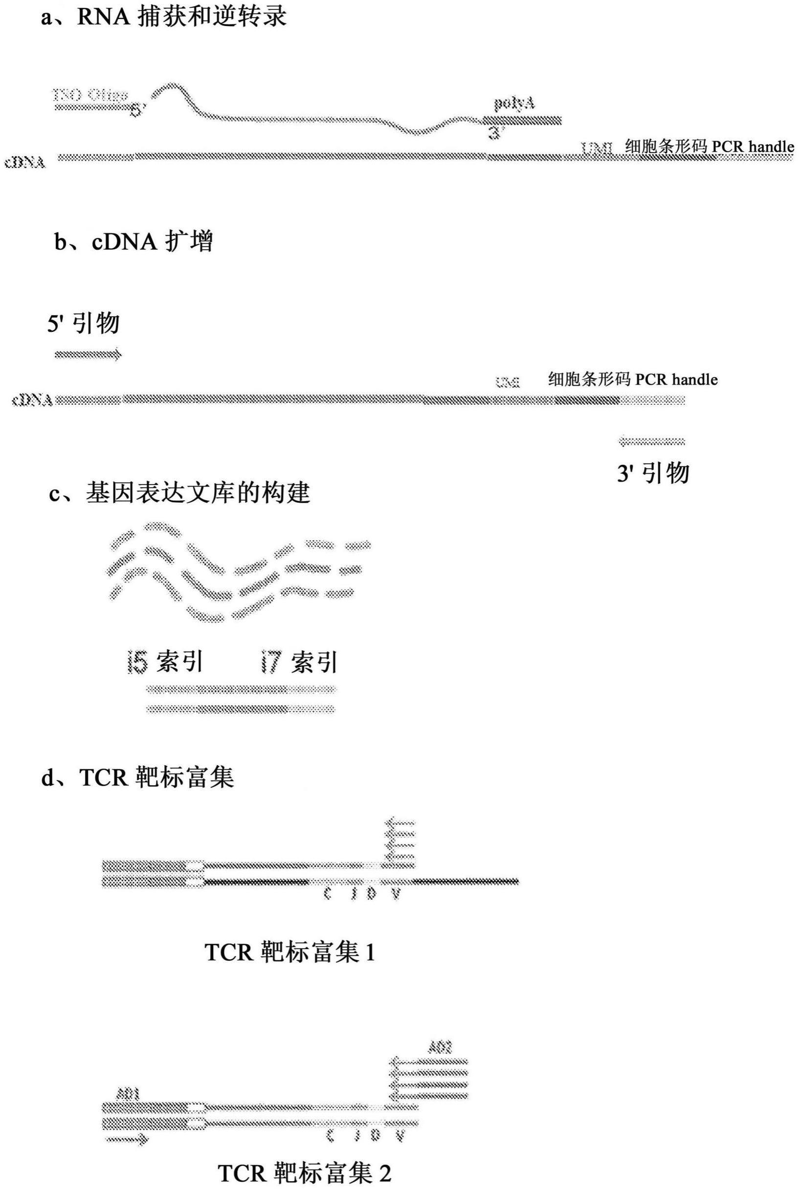 用于单细胞高通量靶标测序的方法和组合物与流程