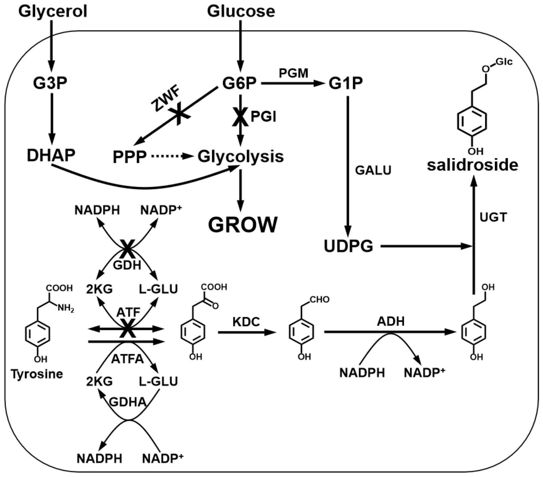 天然大分子对花色苷的负载研究进展