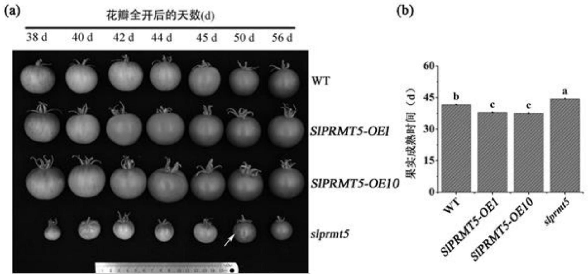 SlPRMT5基因及其蛋白在调控番茄果实成熟中的应用