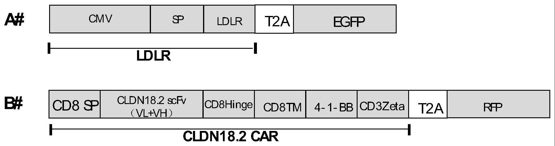 提高CAR-NK细胞阳性率的表达方法及LDL受体应用与流程