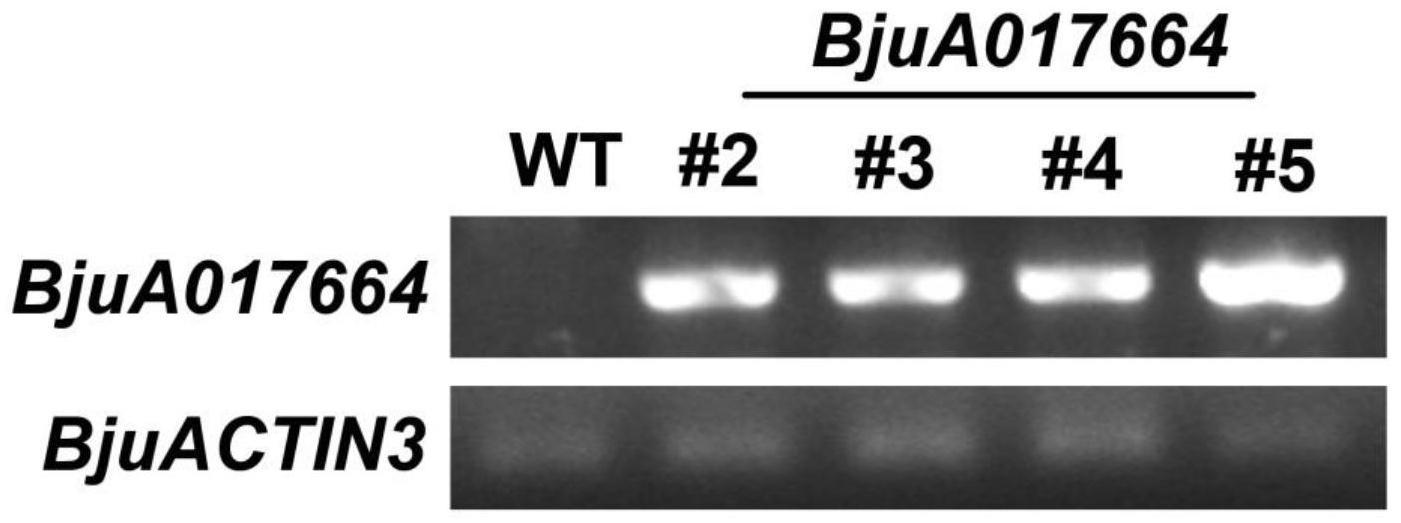 一种茎瘤芥BjuA017664基因在提高植物抗干旱胁迫中的应用