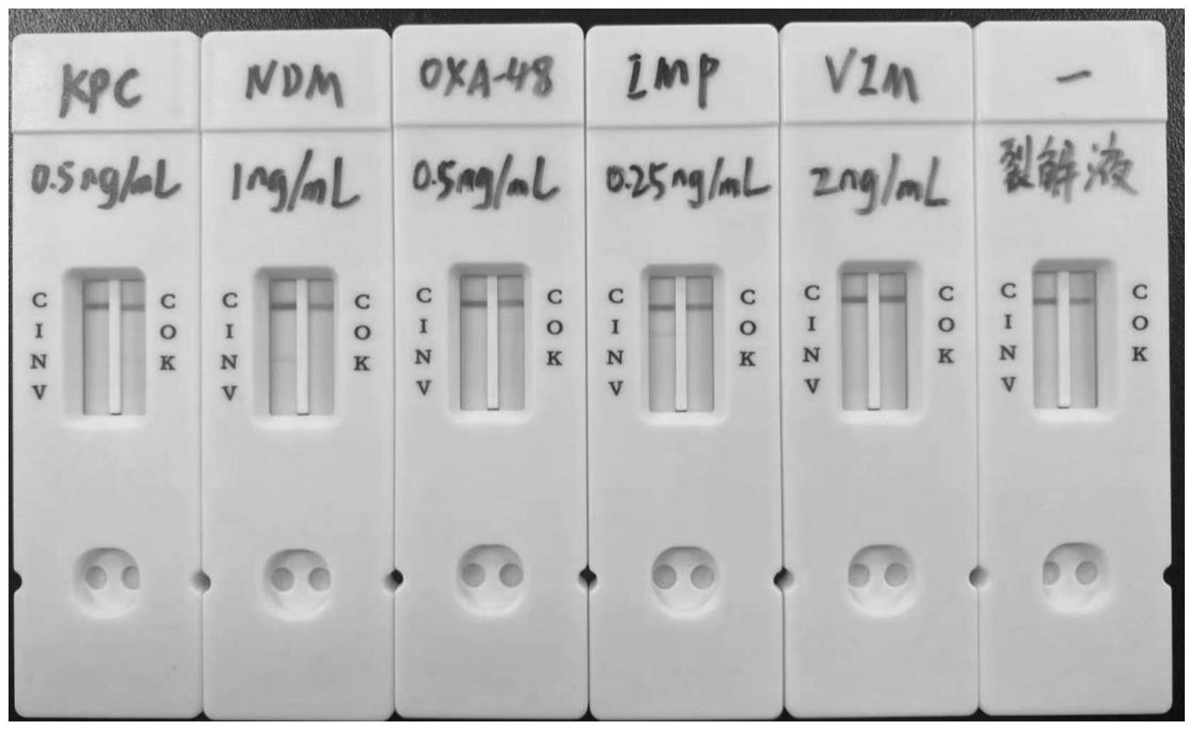 碳青霉烯酶免疫层析检测试纸及其制备方法、试剂盒和应用与流程