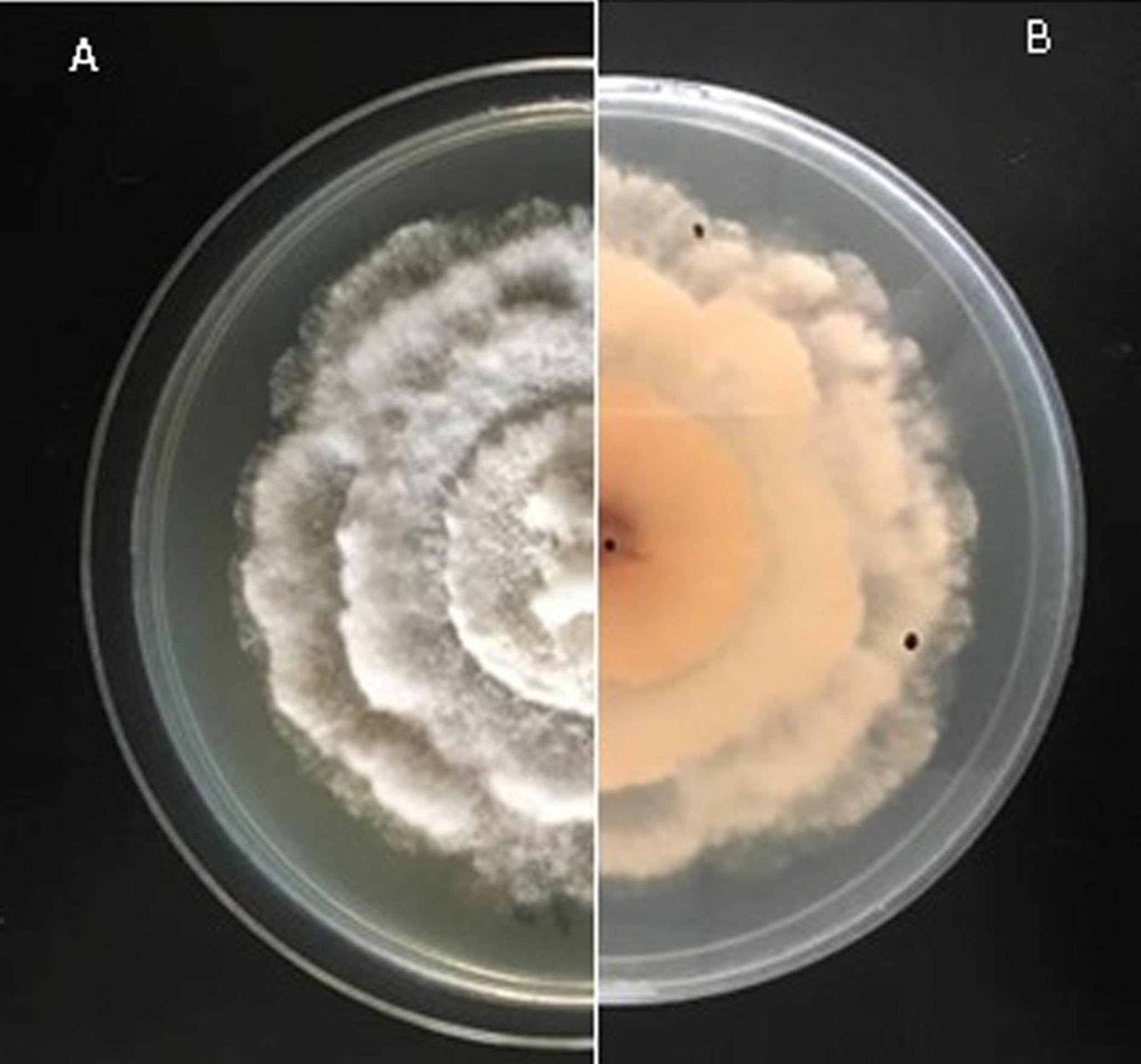 一株棒孢新拟盘多毛孢真菌及其在草莓病害的鉴定中的应用