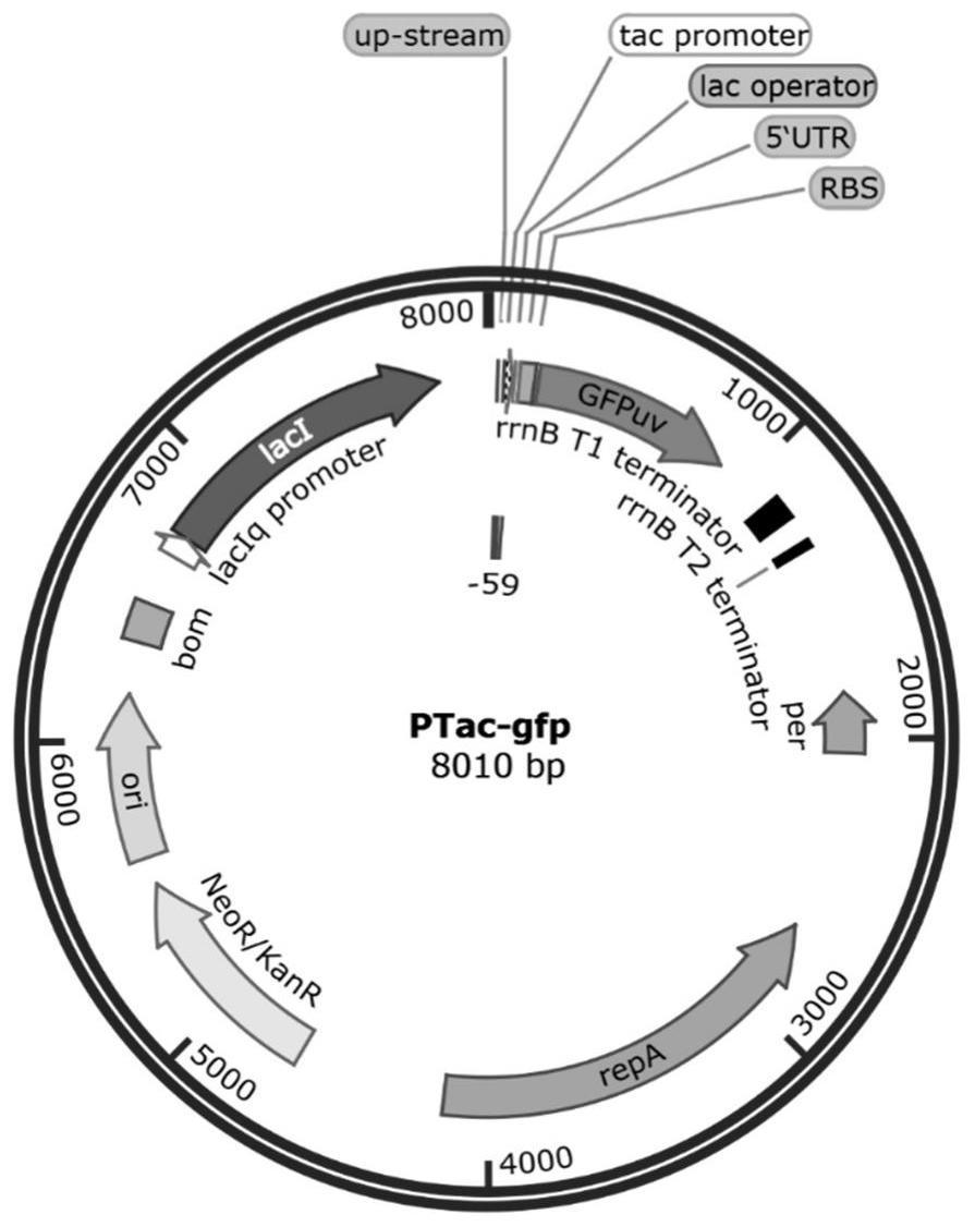 一种tac启动子突变文库及其应用的制作方法