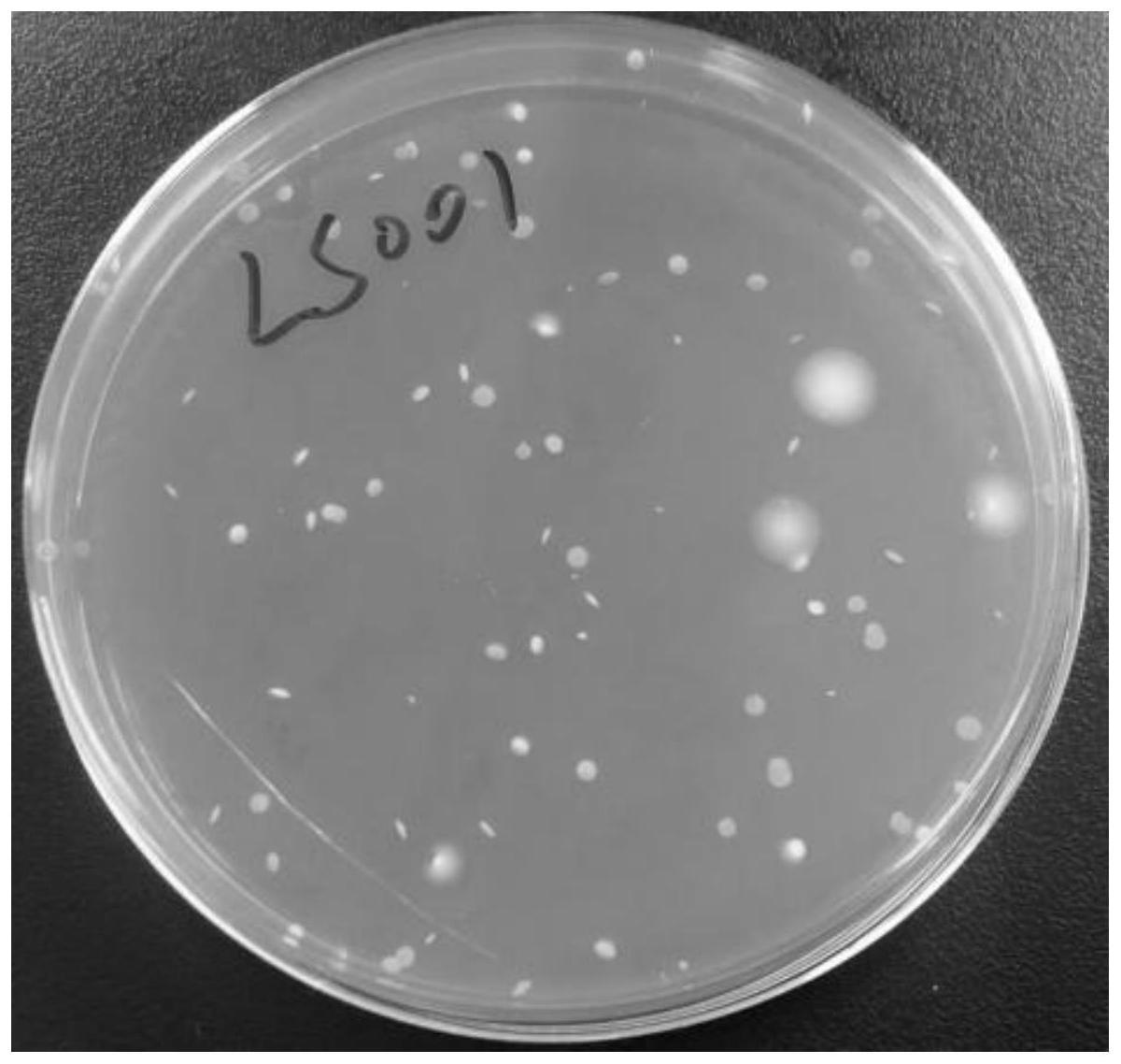 一株嗜酸乳杆菌LS001及其培养方法与抑制幽门螺杆菌的应用与流程