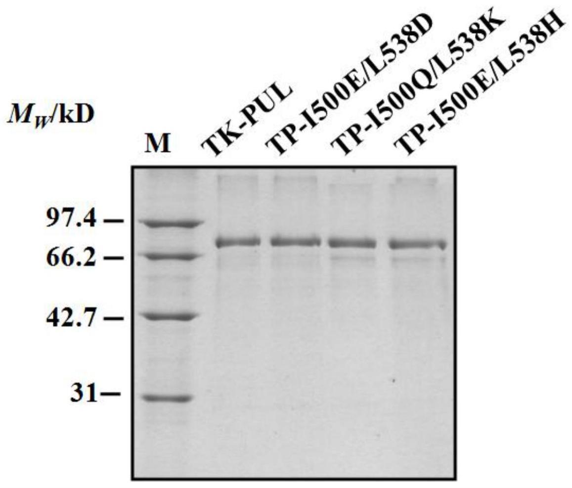 一种制备玉米抗性淀粉的III型普鲁兰水解酶突变体及其制备方法和应用