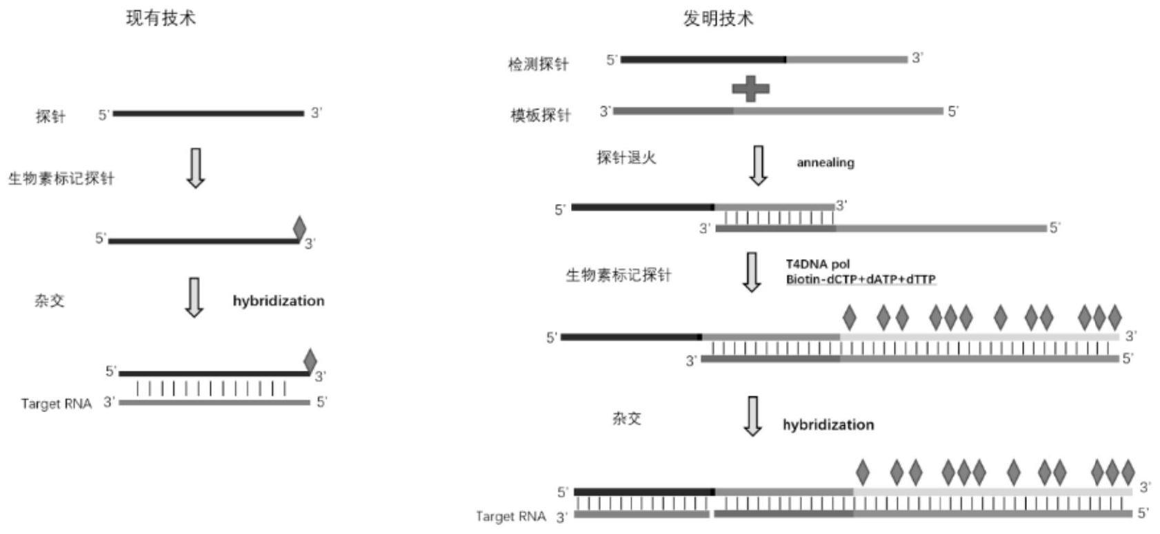 一种高灵敏度探针及其制备方法和应用