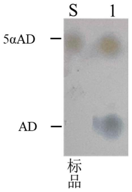 一种细菌5α-还原酶及其应用