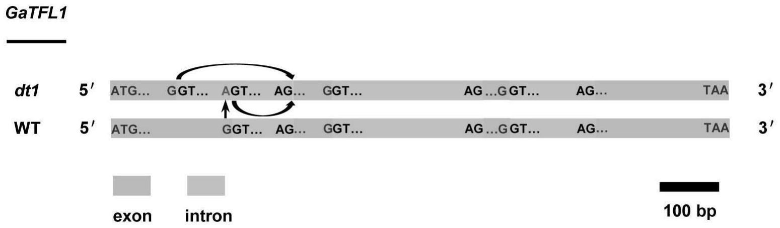 一种棉花GaTFL1基因及其应用和鉴定方法