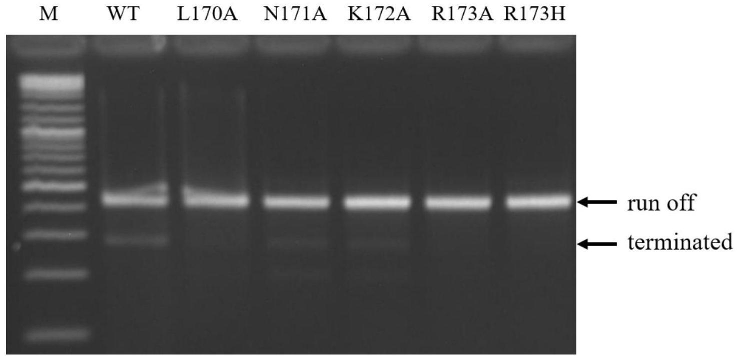 适合体外合成RNA的T7-RNA聚合酶突变体及其应用