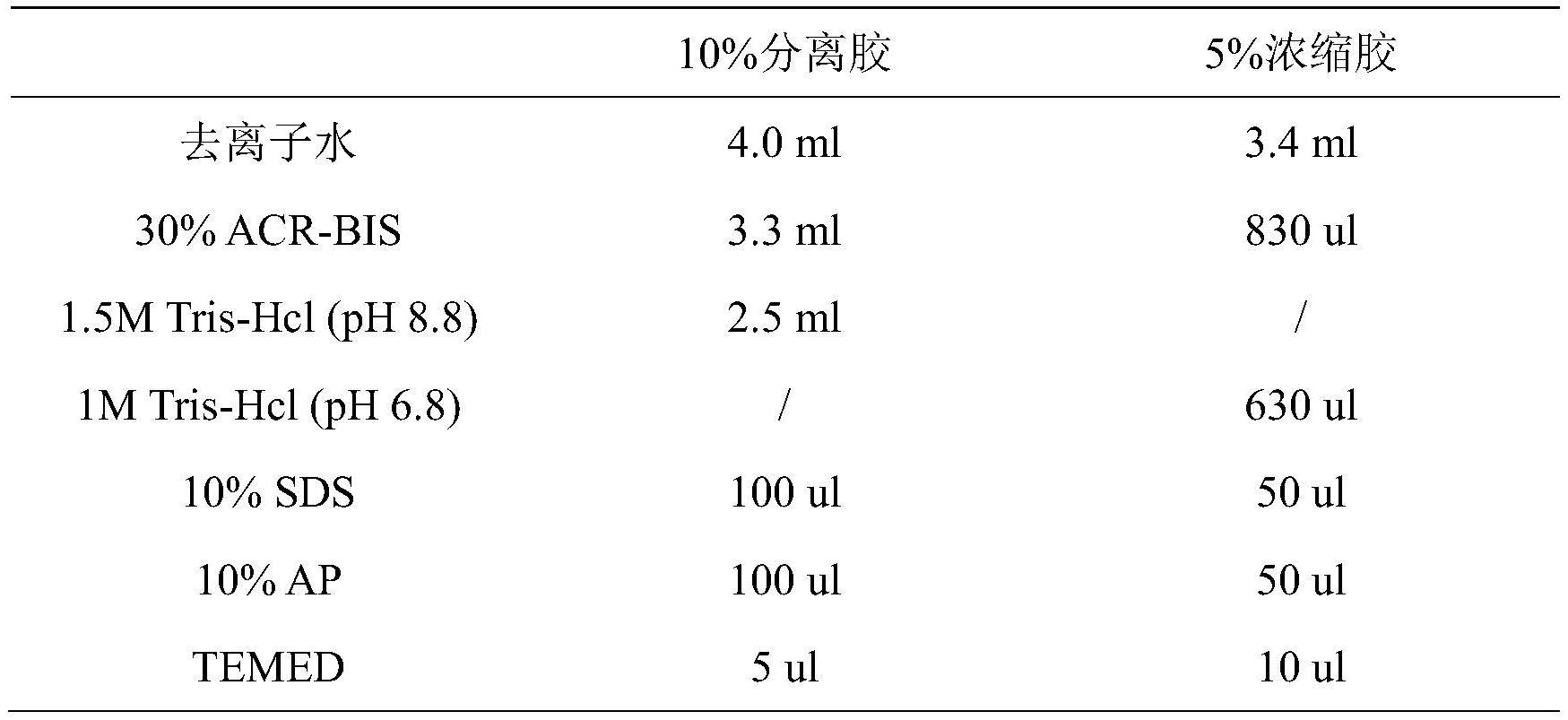 CA12基因作为特异性标记在区分瘤胃与非瘤胃上皮细胞及检测其发育程度方面的应用