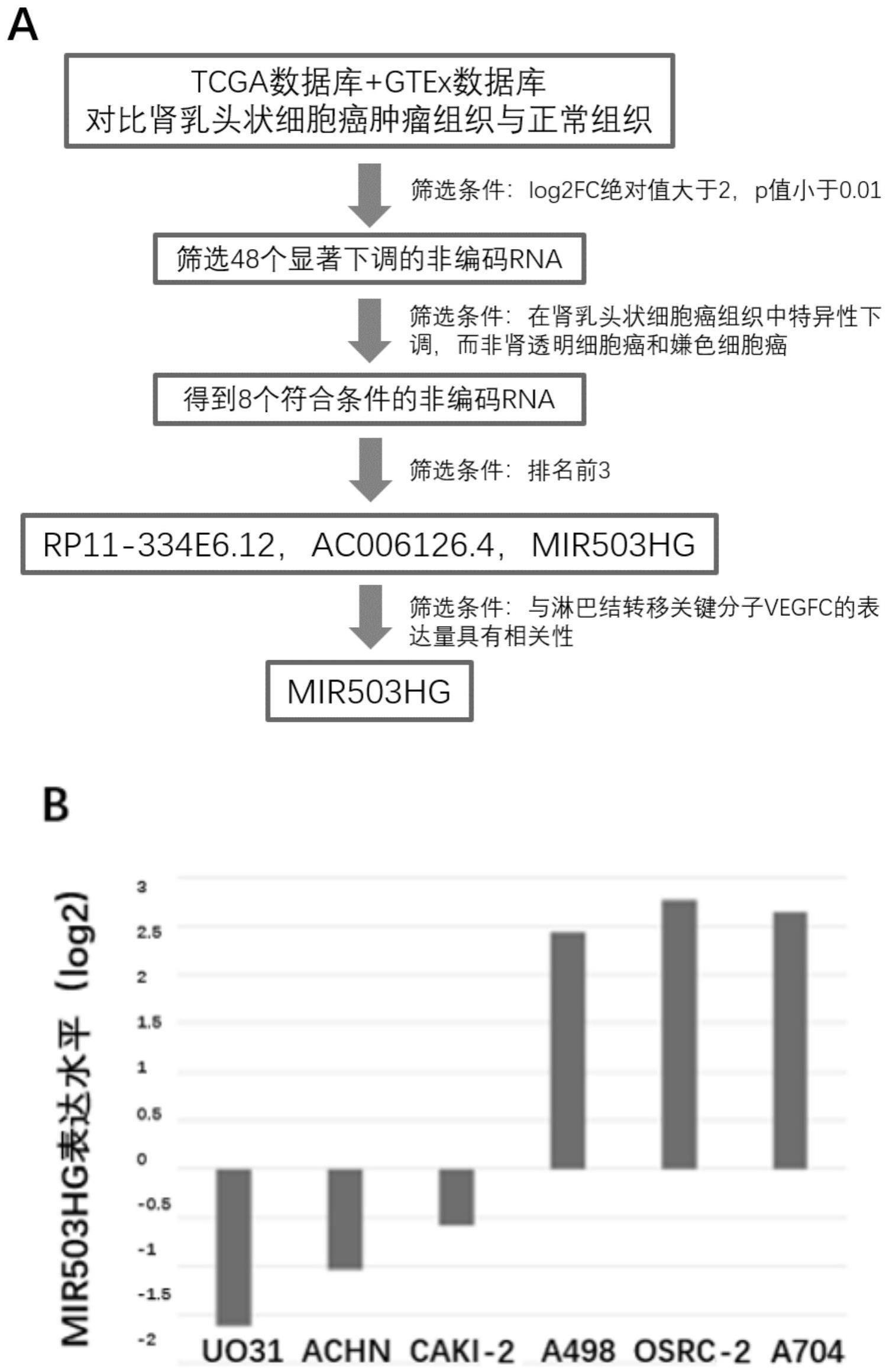 LncRNA-MIR503HG作为预测肾乳头状细胞癌淋巴结转移标记物的用途