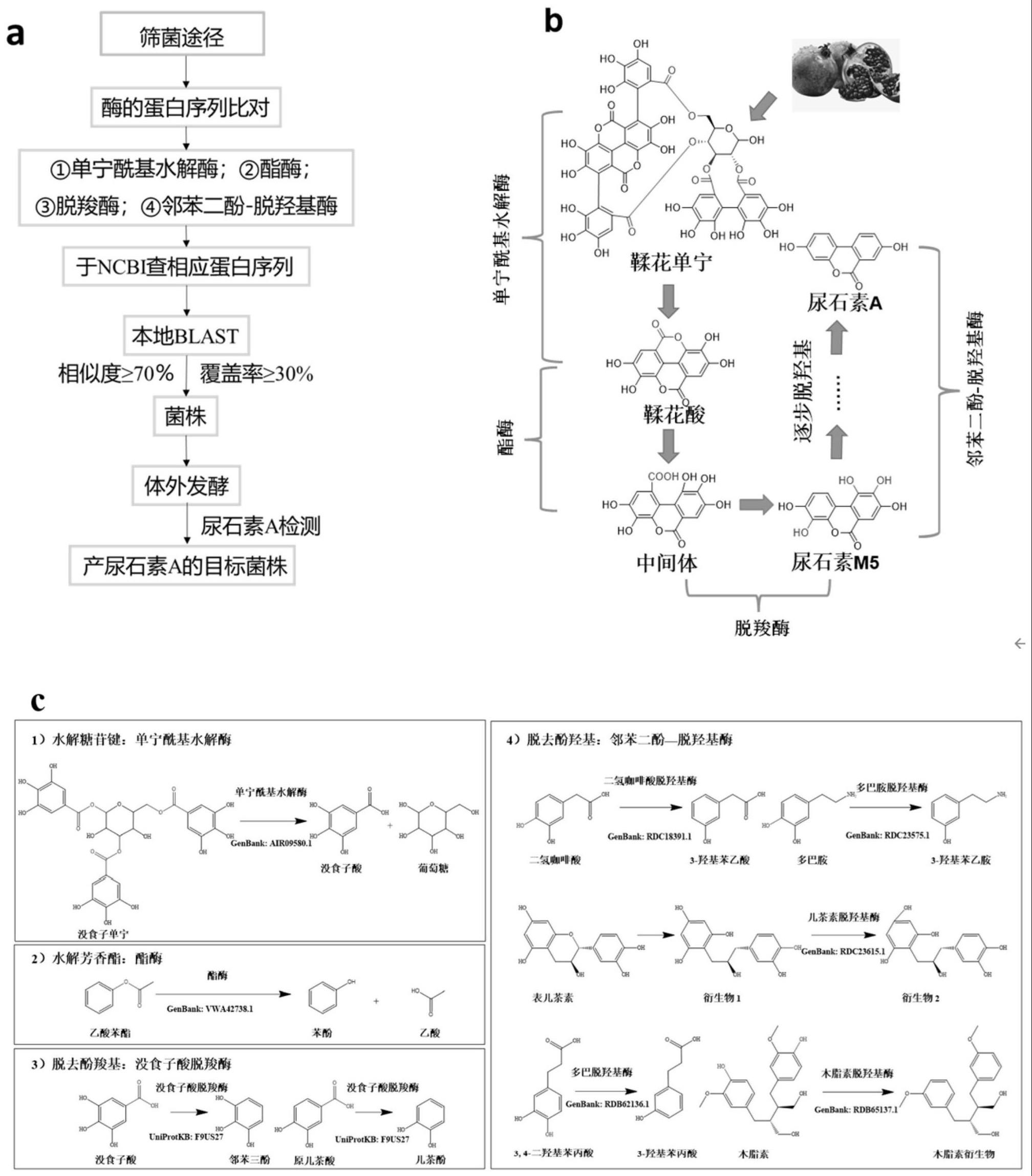 一株可转化鞣花单宁调控线粒体自噬的植物乳杆菌及其应用