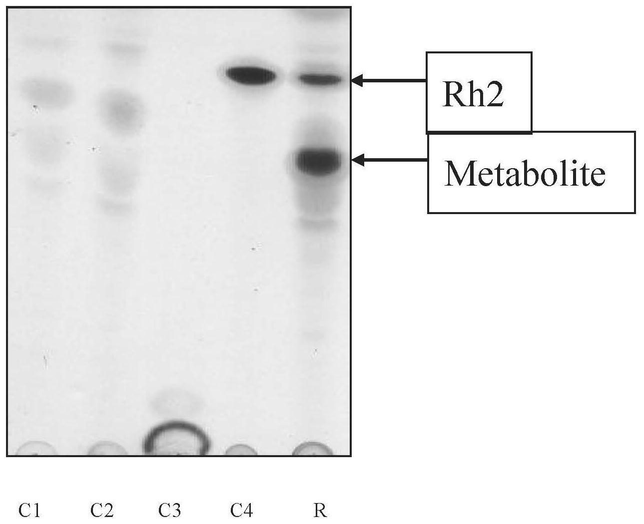 热带盐水孢菌CNB-440重组糖基转移酶及其在新型人参皂苷转化中的应用