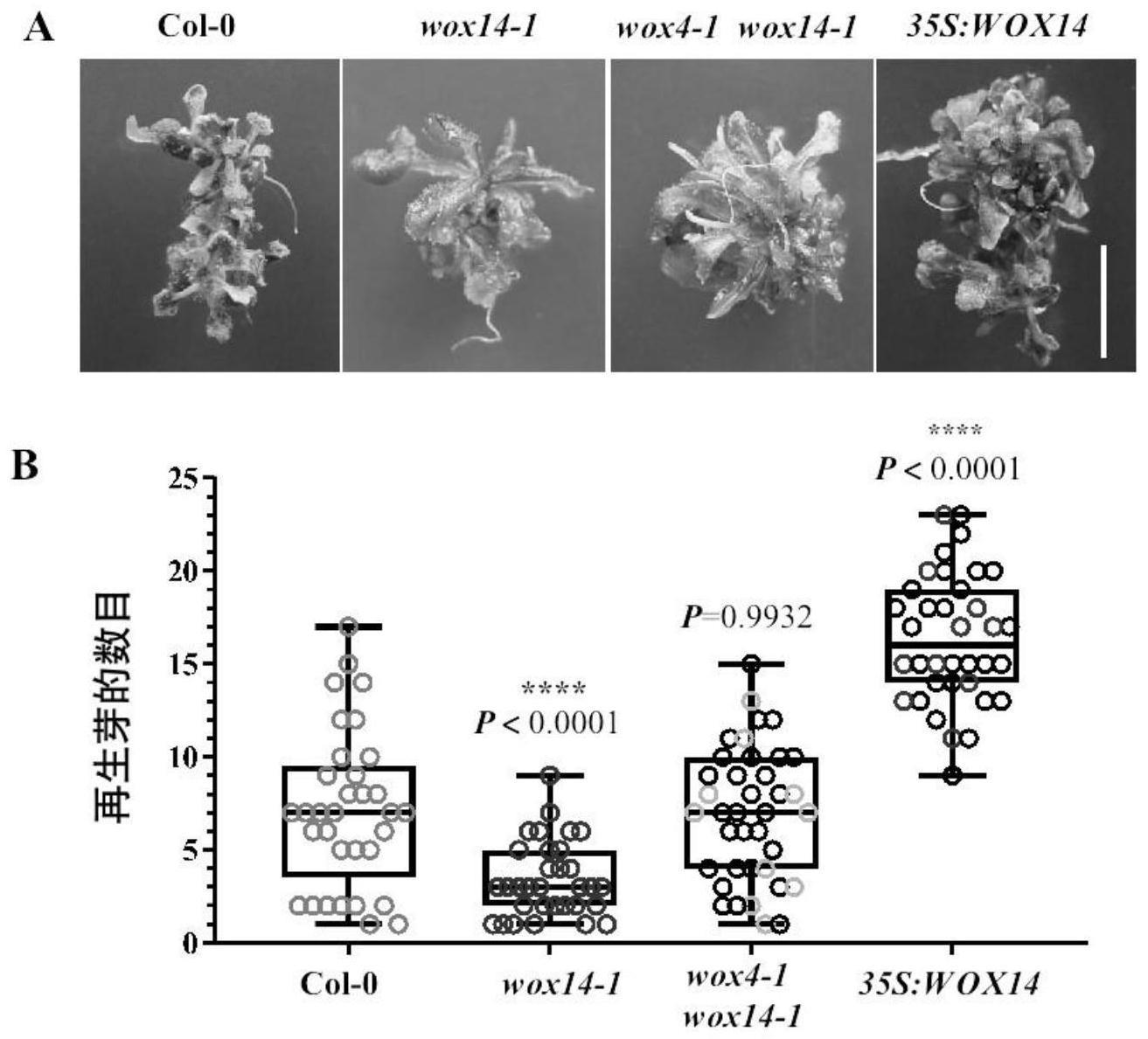 干性基因WOX14在控制植物芽再生中的应用