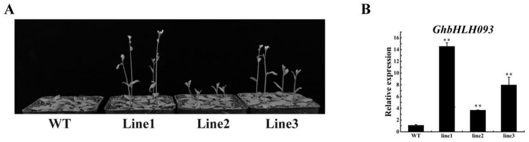 GhbHLH093基因在调控植物开花期中的应用