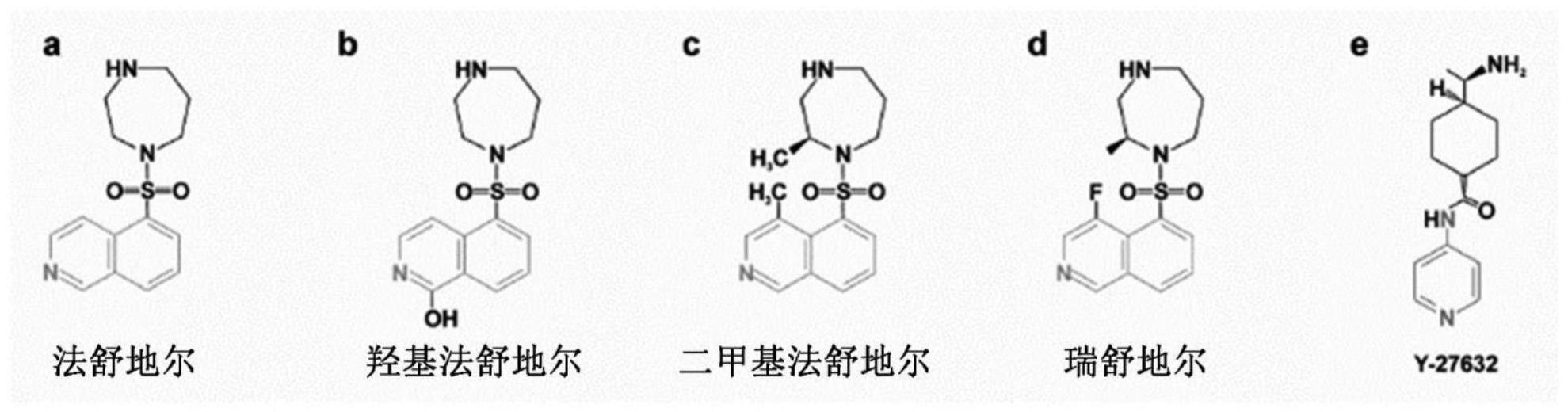 利用Rho激酶抑制剂治疗阿尔茨海默病的方法与流程