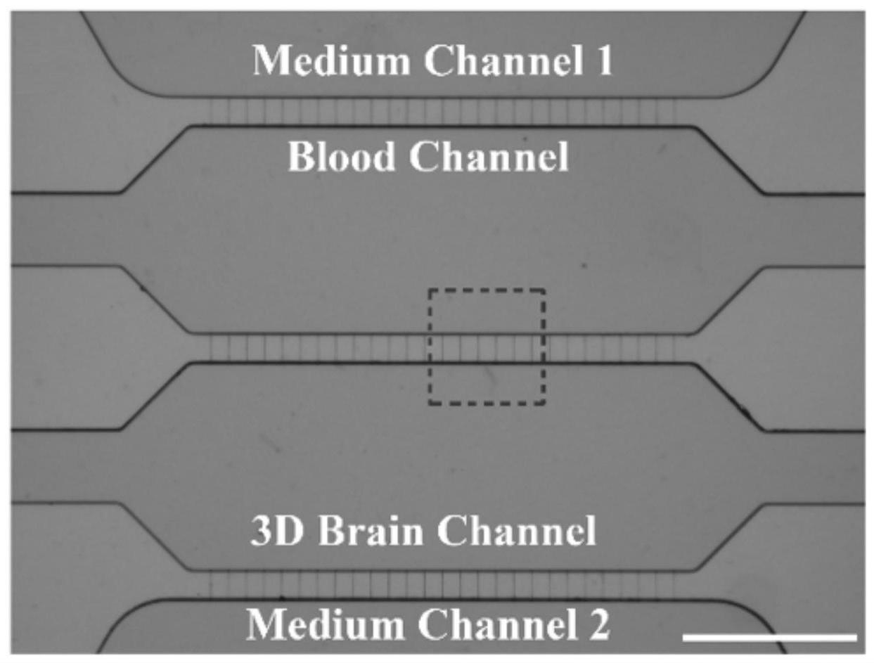 一种微流控芯片及体外三维类器官模型构建方法