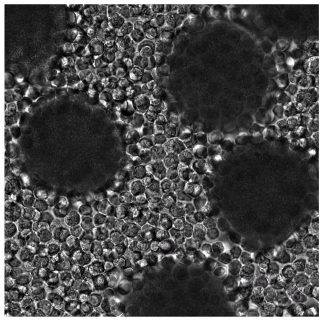 一种用于细胞体外培养的新型微球及其制备方法和应用