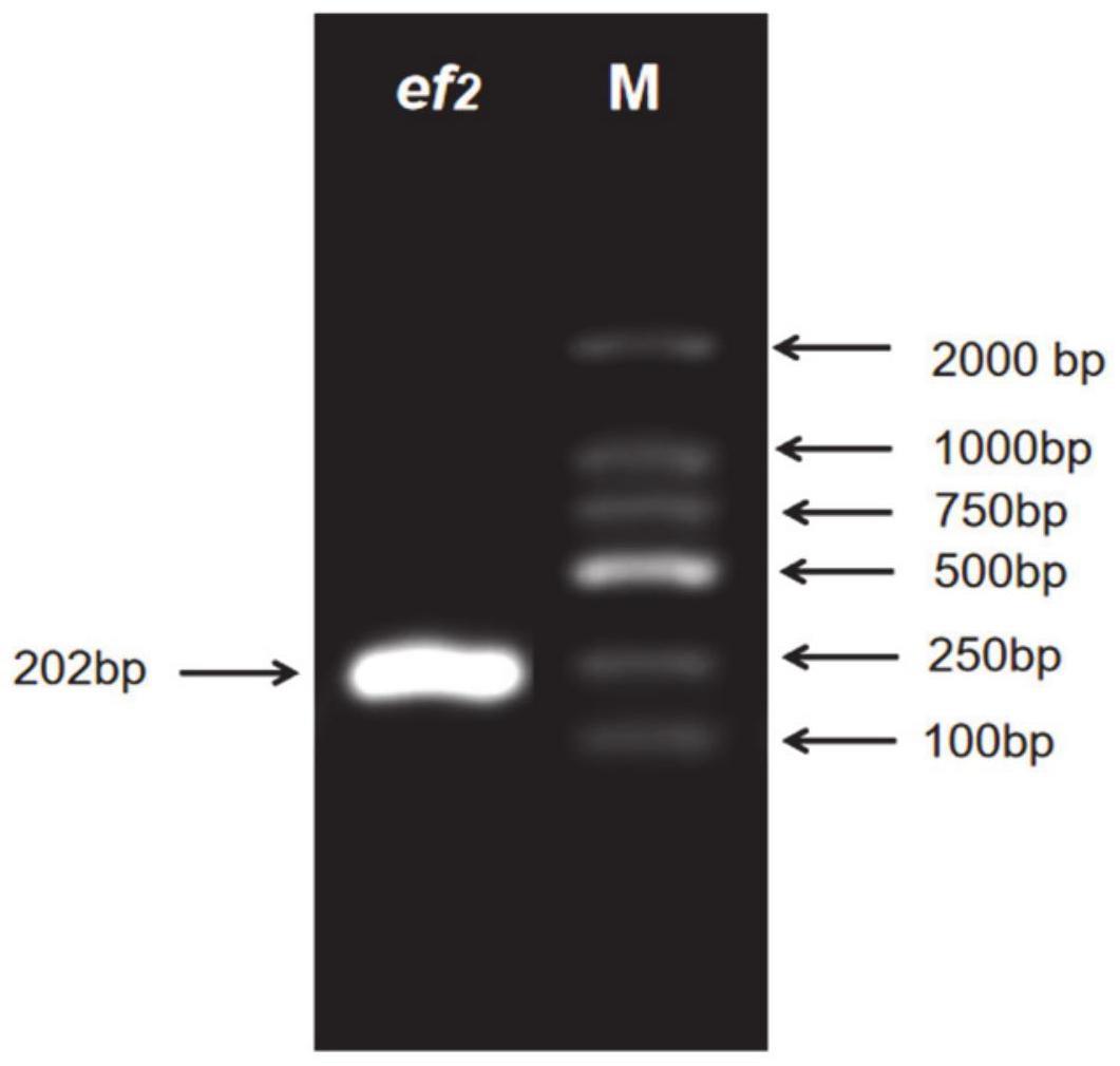 一种豹纹鳃棘鲈内参基因ef2及其引物和应用