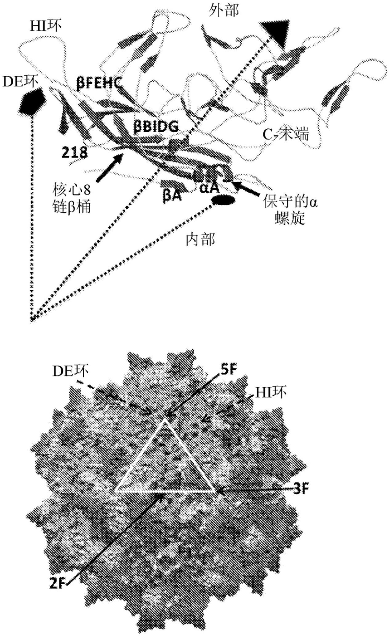 使用微芯片毛细管电泳对腺相关病毒的表征的制作方法