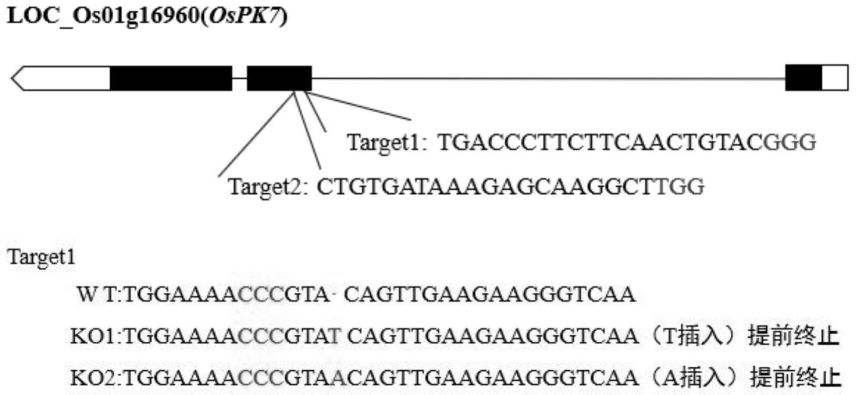 一种调控水稻雄性不育的基因OsPK7及其编码蛋白和应用