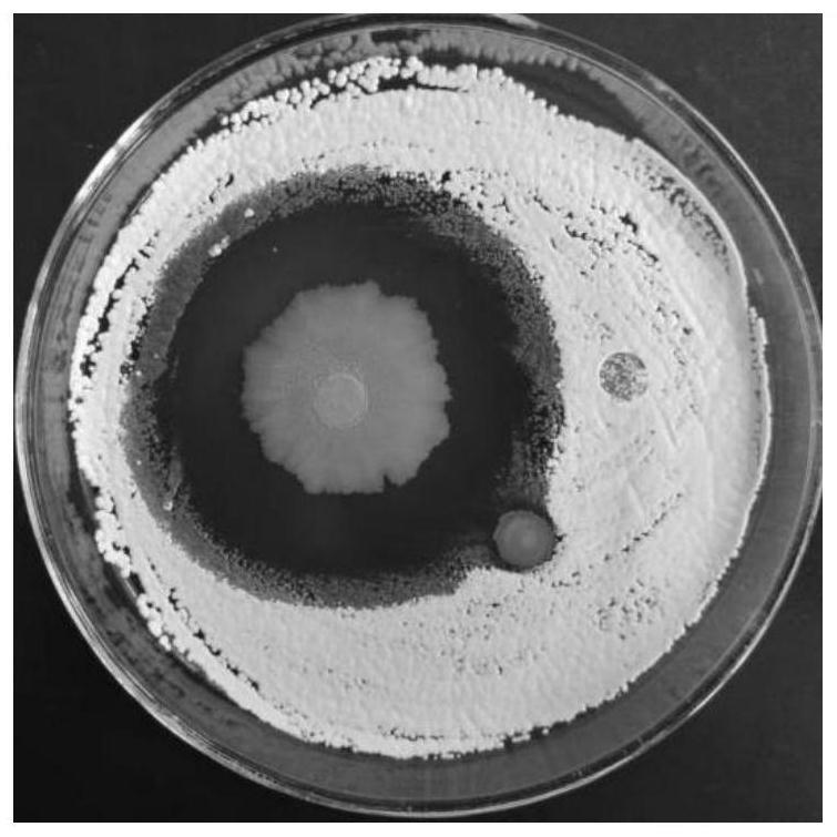 一株萎缩芽孢杆菌CY-2、菌剂及其制备方法和应用