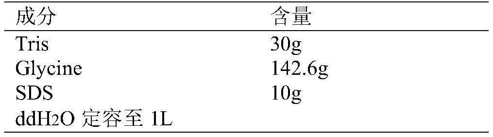 SAC1作为乙型肝炎治疗靶点的应用