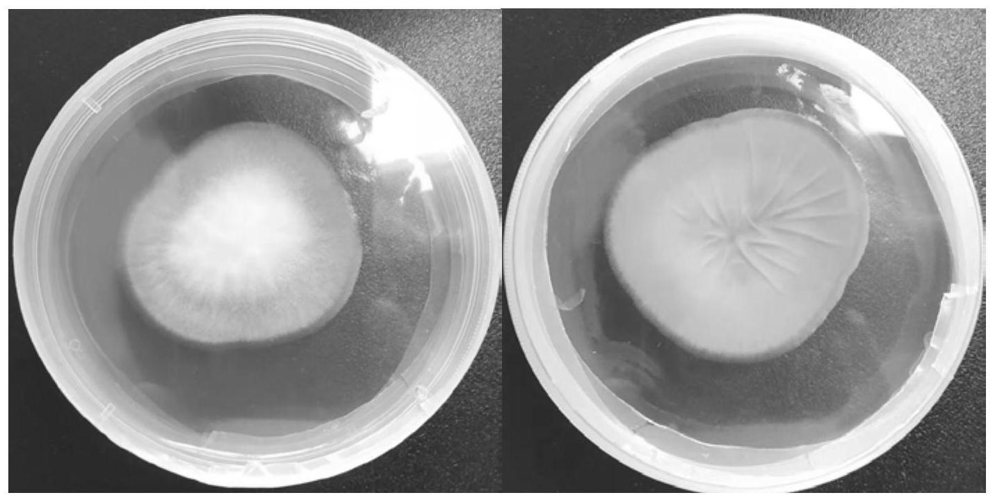 黄曲霉菌产毒菌株孢子浓度荧光定量PCR检测方法