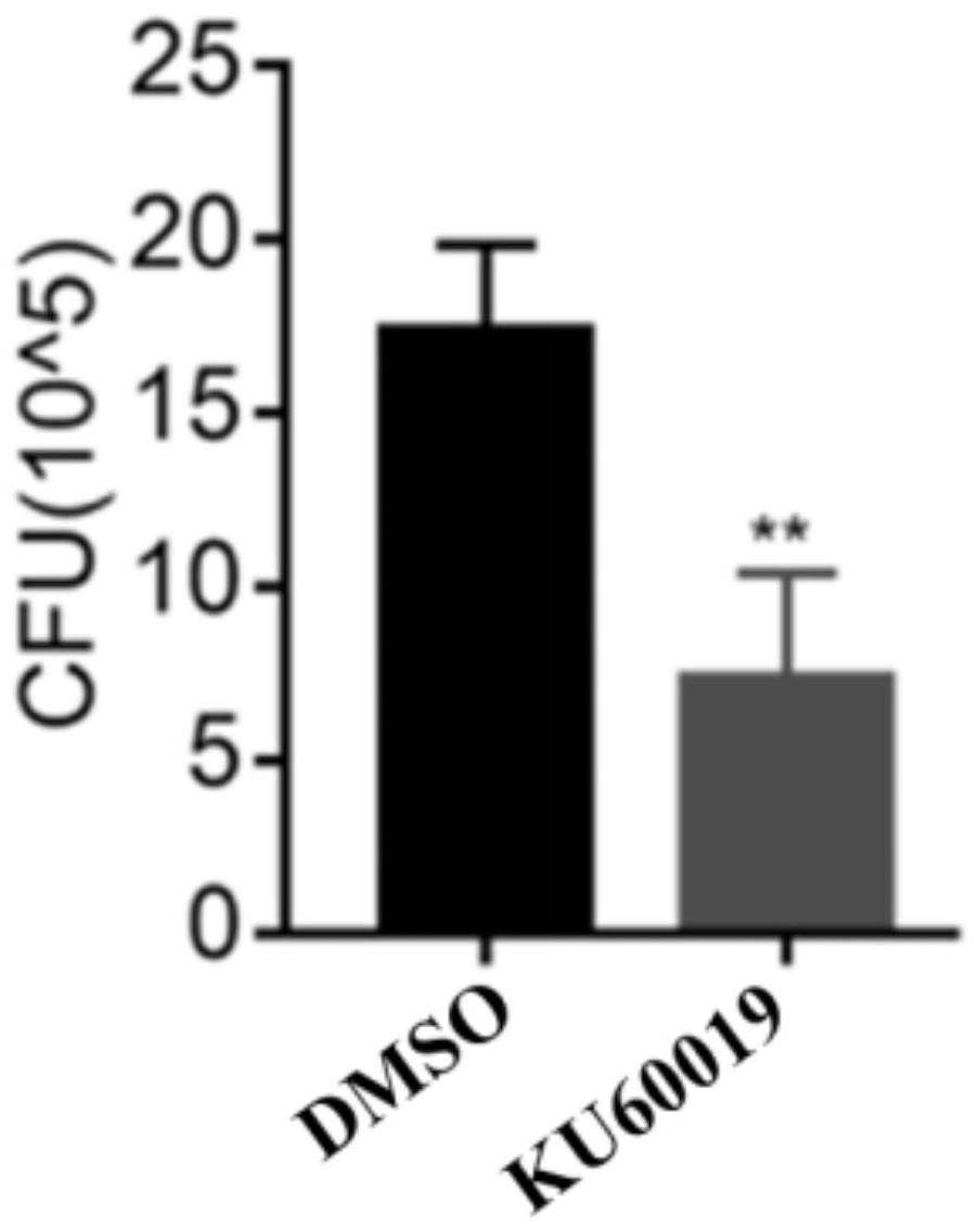 KU60019及其衍生物在制备抗结核分枝杆菌的药物中的应用
