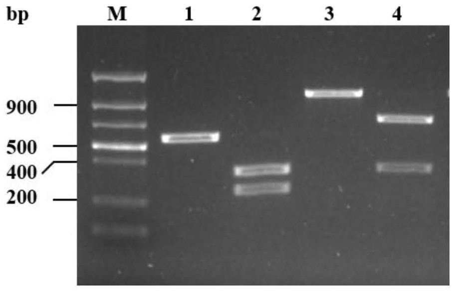 基于PCR-RFLP快速鉴定NX型禾谷镰刀菌的引物及方法
