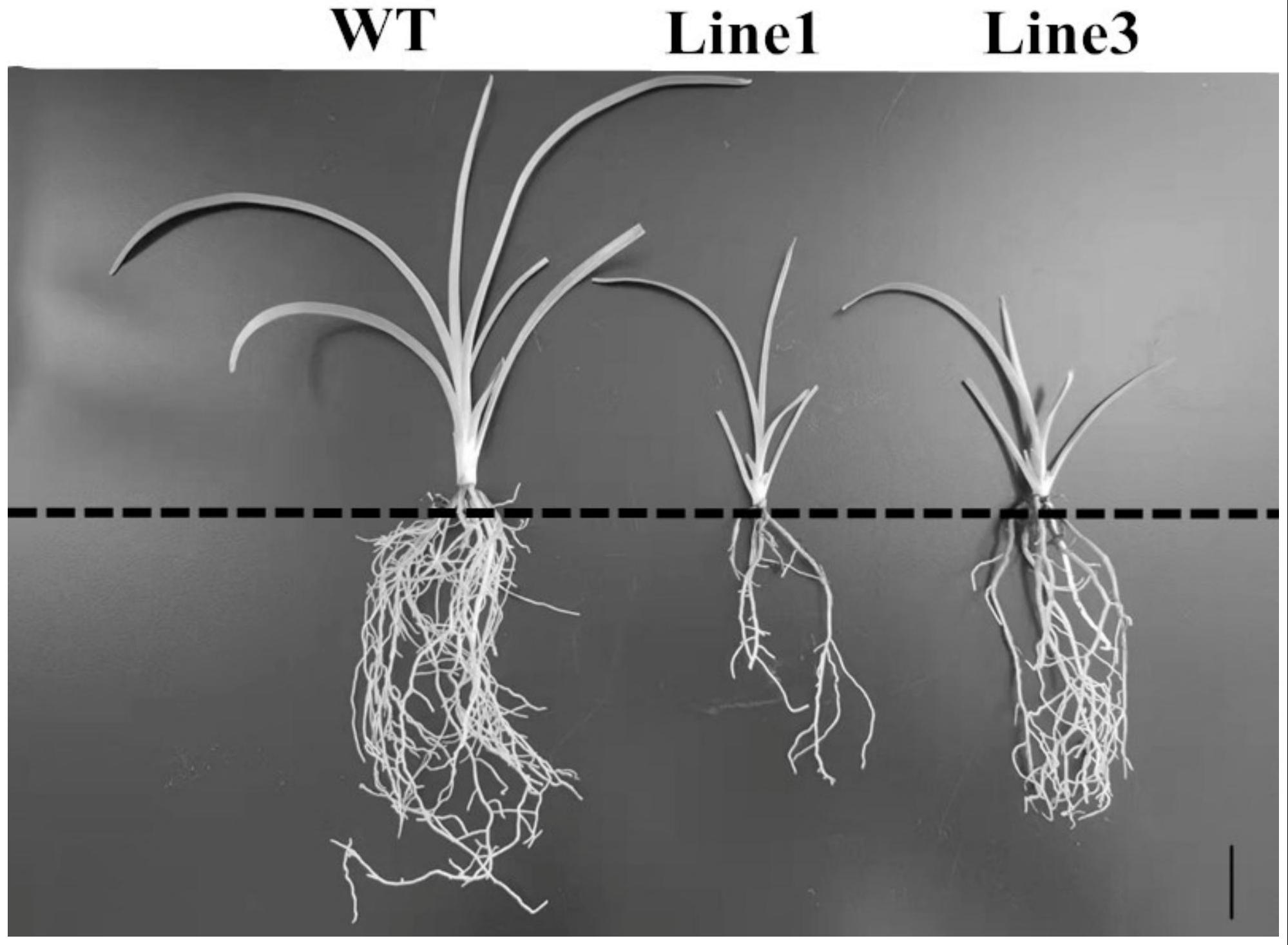 菊花转录因子CmMYB基因在矮化植株或缩短根长中的应用的制作方法