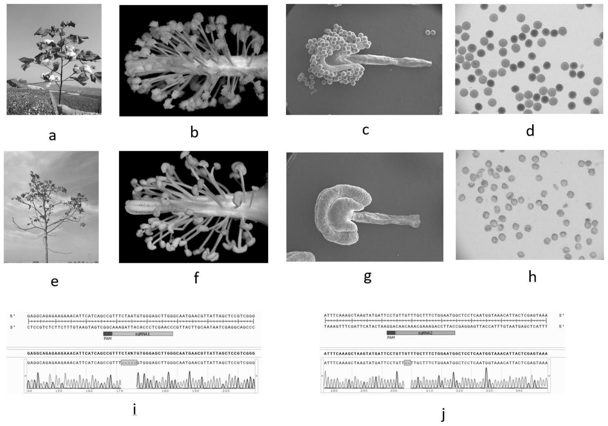光敏核隐性雄性不育基因Ghpsm5及其在棉花中的应用