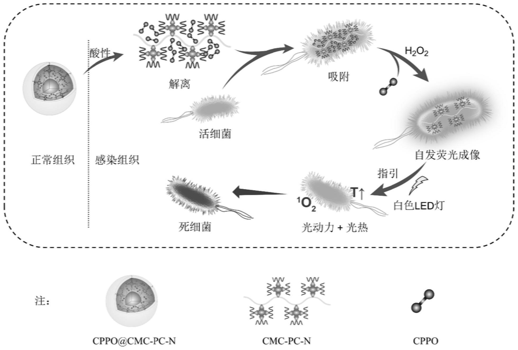 一种基于卟啉接枝羧甲基壳聚糖的酸/H2O2响应型纳米微球的制备及应用的制作方法