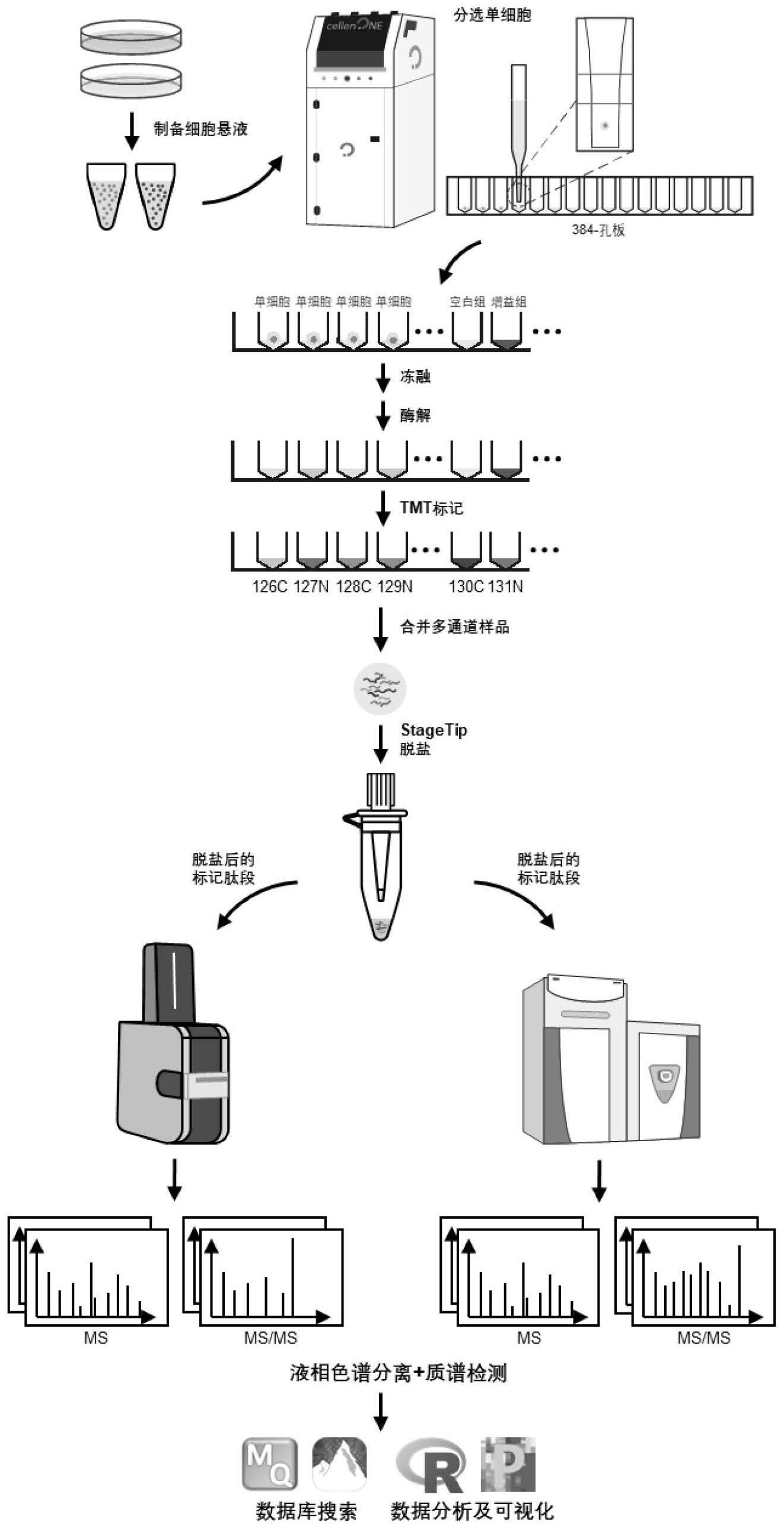 一种超敏且易用的多重单细胞蛋白质组学分析方法和应用