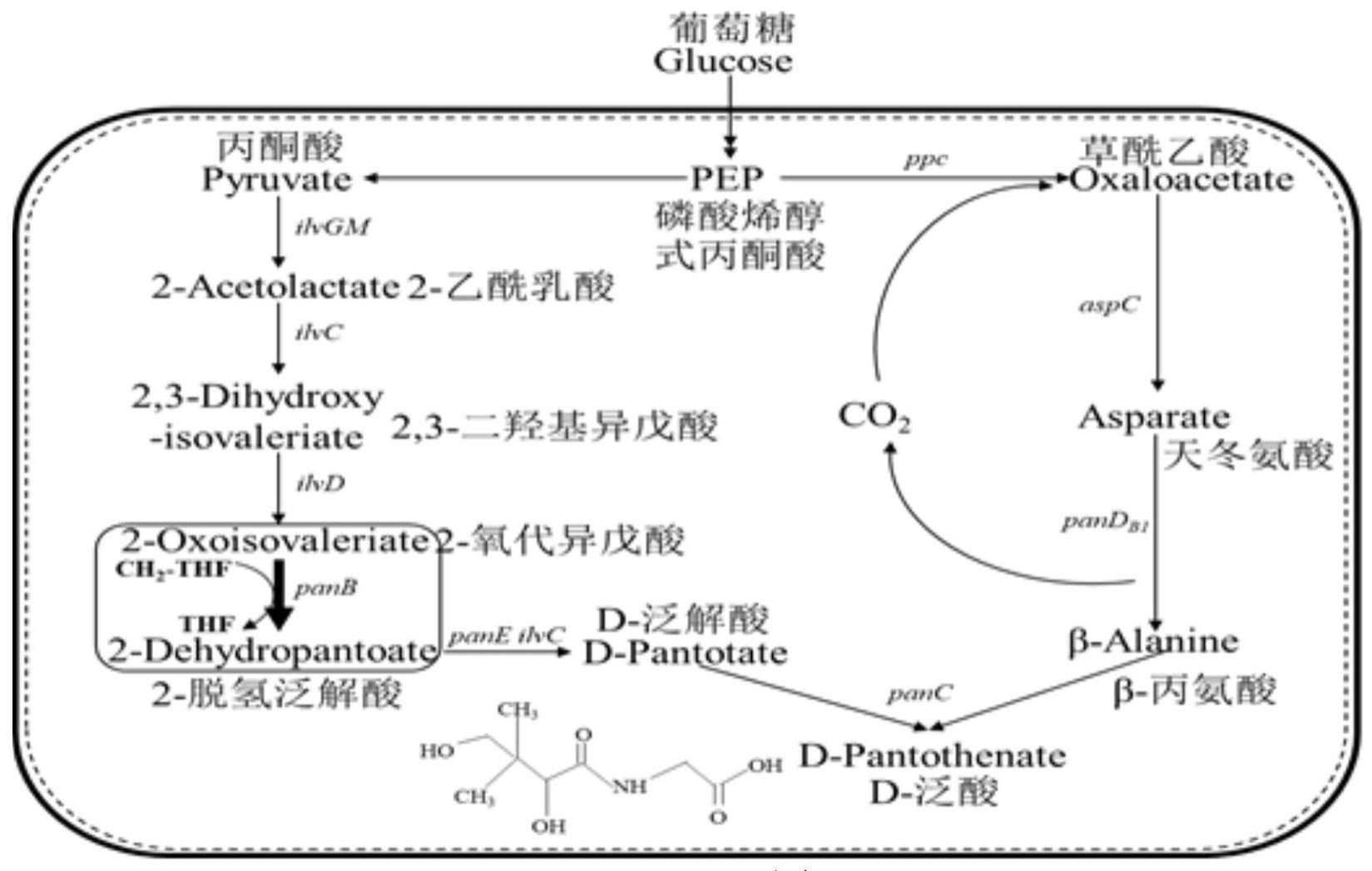 一种发酵法制备D-泛酸的方法与流程