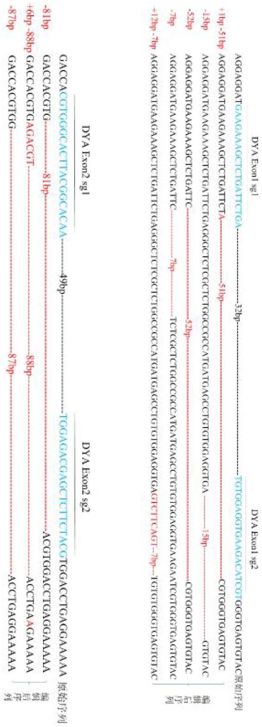 一种靶向DYA基因的sgRNA组、扩增靶标序列的引物对、质粒组及其应用的制作方法