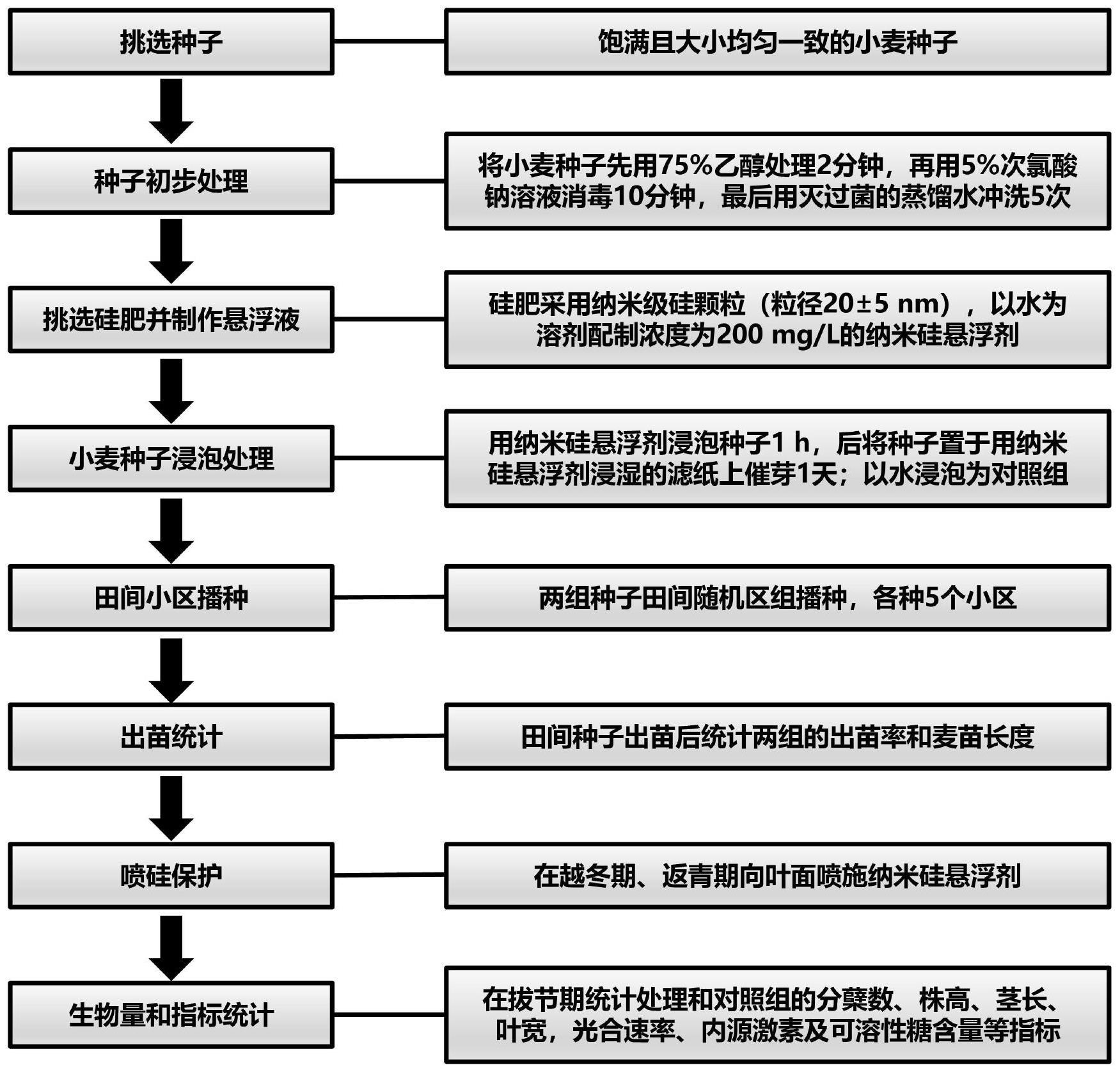 纳米硅悬浮剂催芽小麦种子与苗期喷施的促生壮苗方法