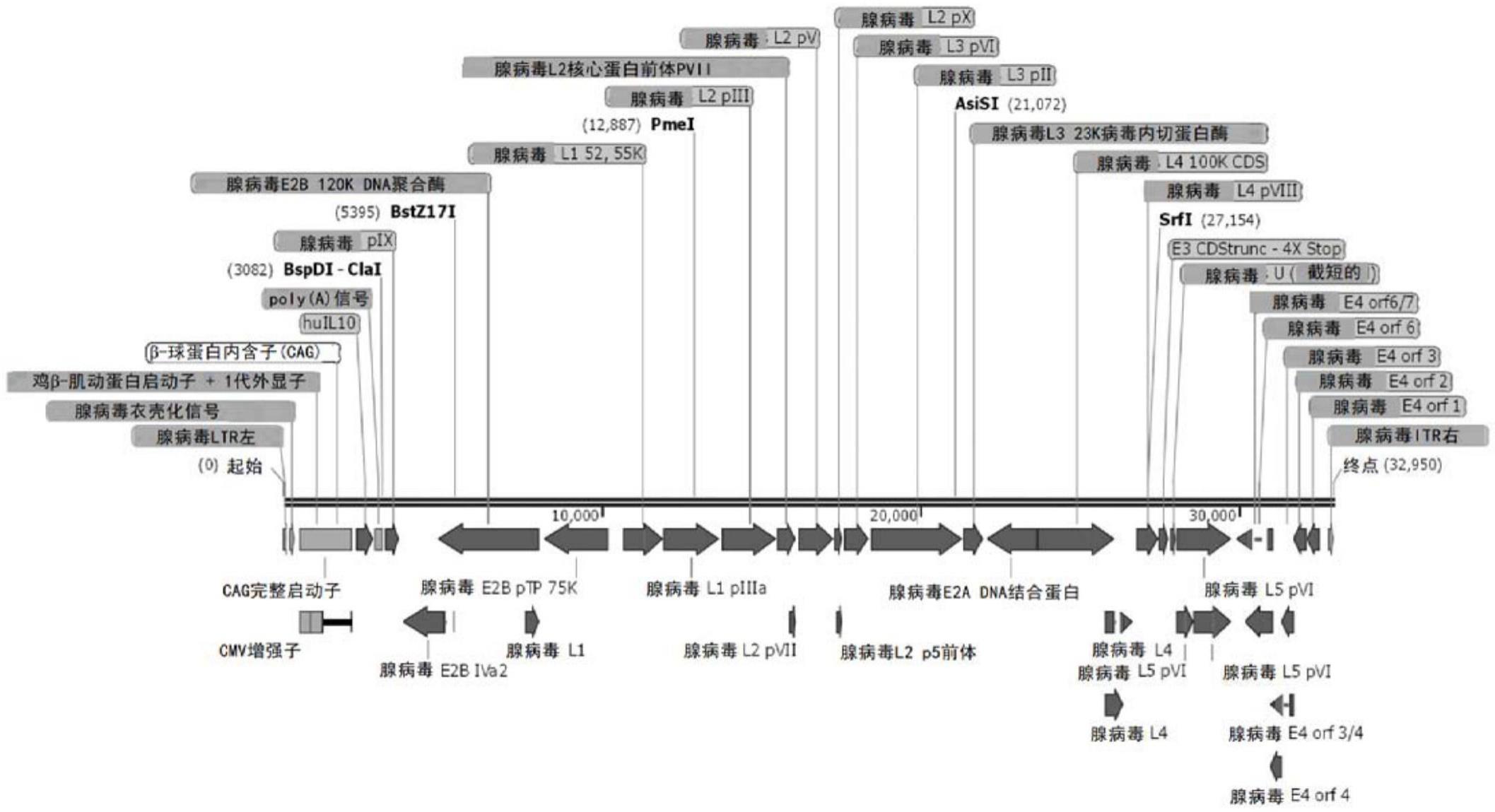 腺病毒表达载体及生产方法和细胞系与流程