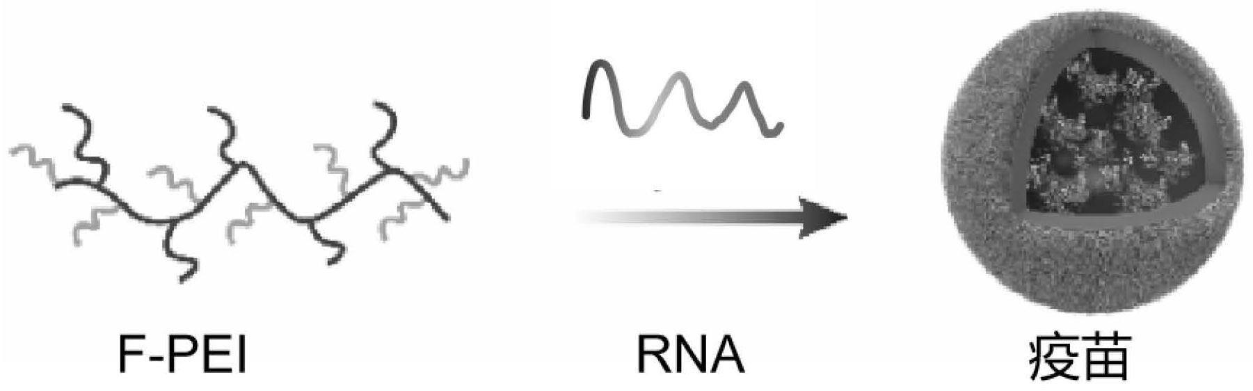 一种氟化聚乙烯亚胺在制备防治型RNA疫苗的制剂中的应用