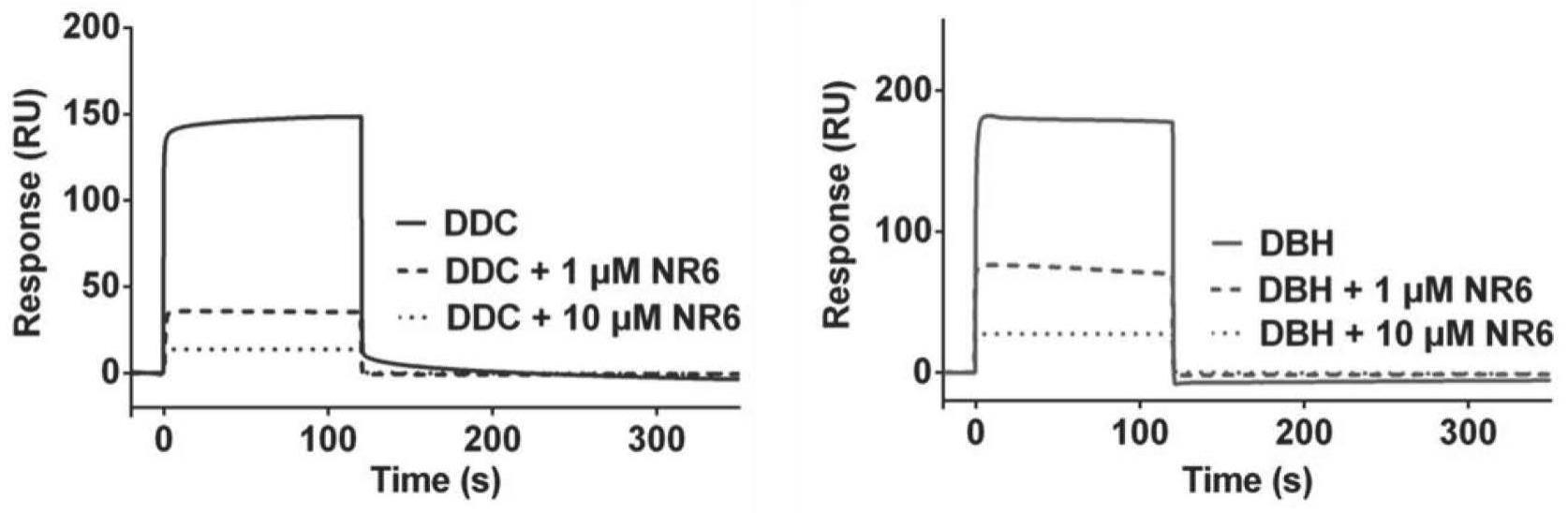 一种具有双重调节DBH和DDC酶活性功能的多肽NR6及其应用