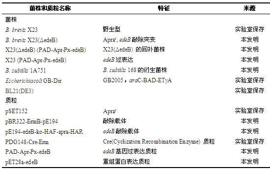 一种提高伊短菌素合成的短短芽孢杆菌工程菌株及其构建方法与应用与流程