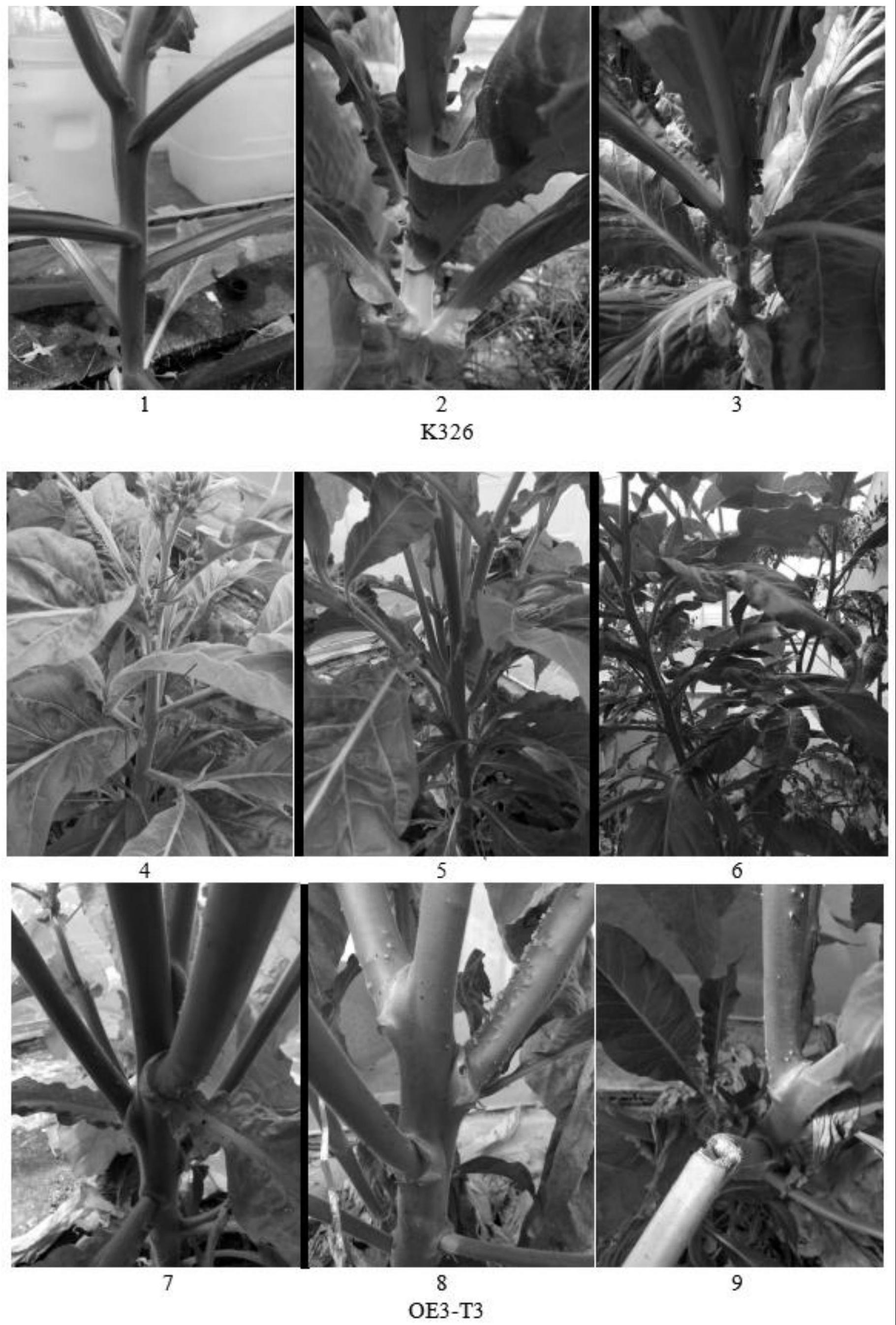 一种马铃薯块茎发芽基因在调控植物生长和增加植物地上生物量的用途的制作方法