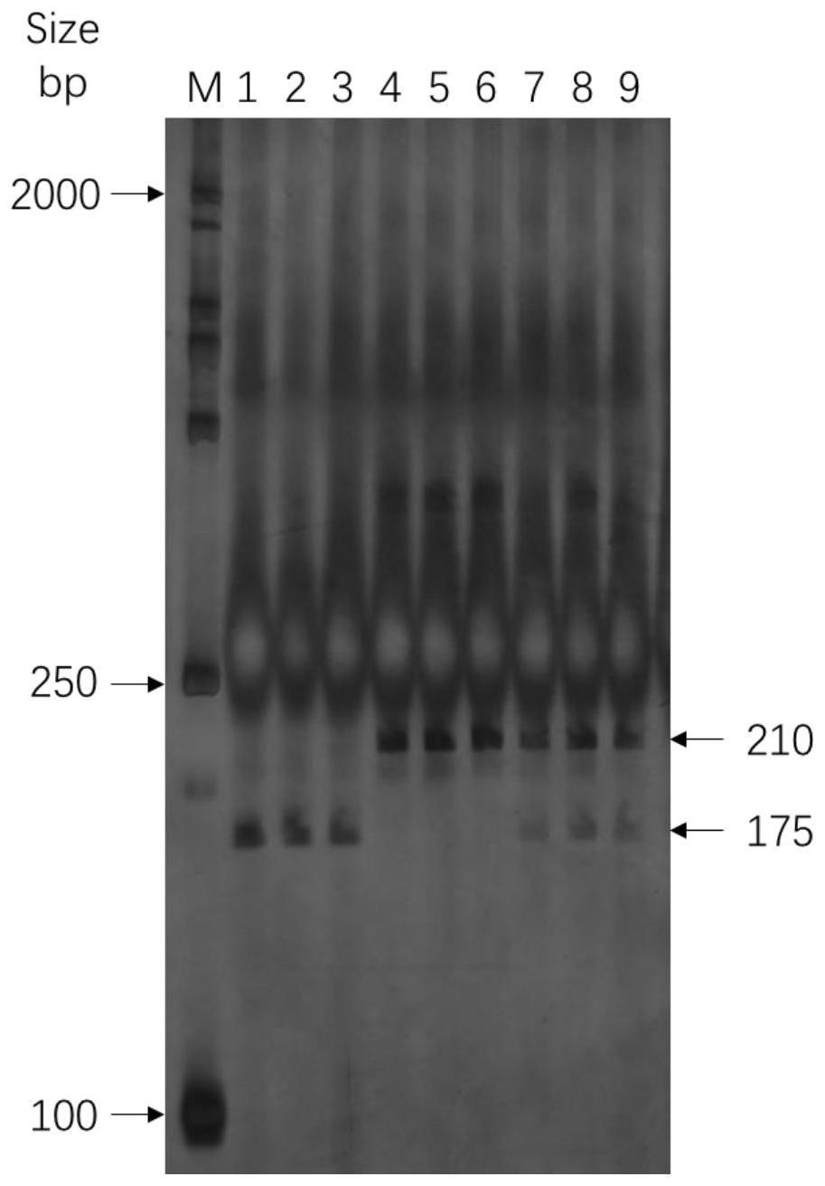 一种与茄子果皮颜色性状紧密连锁的SNP分子标记和dCAPS分子标记及其应用