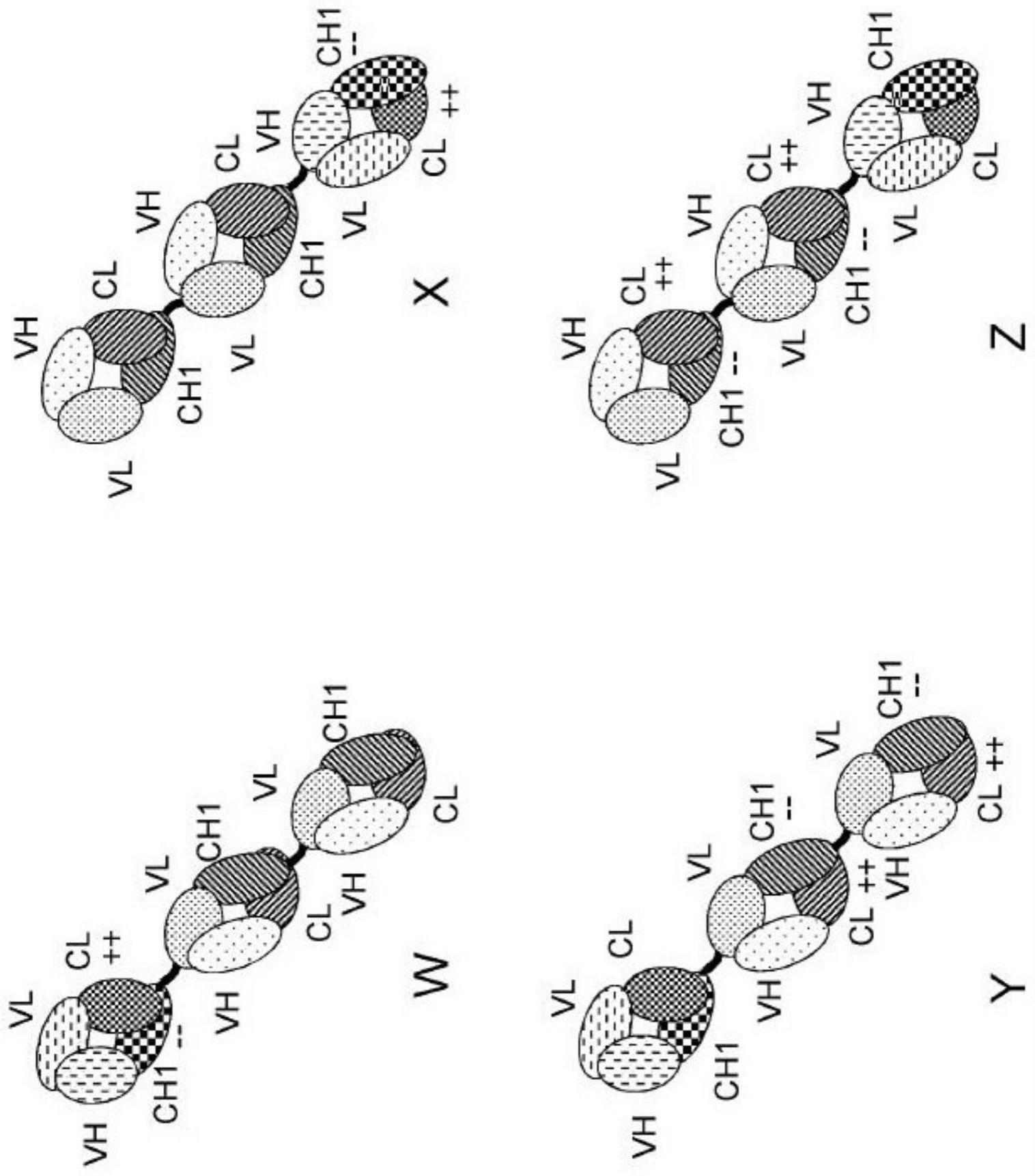 免疫活化Fc结构域结合分子的制作方法