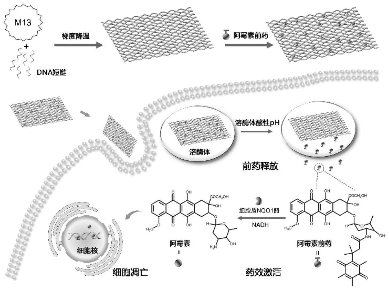 基于DNA折纸和阿霉素前药构筑的递药纳米体系及方法