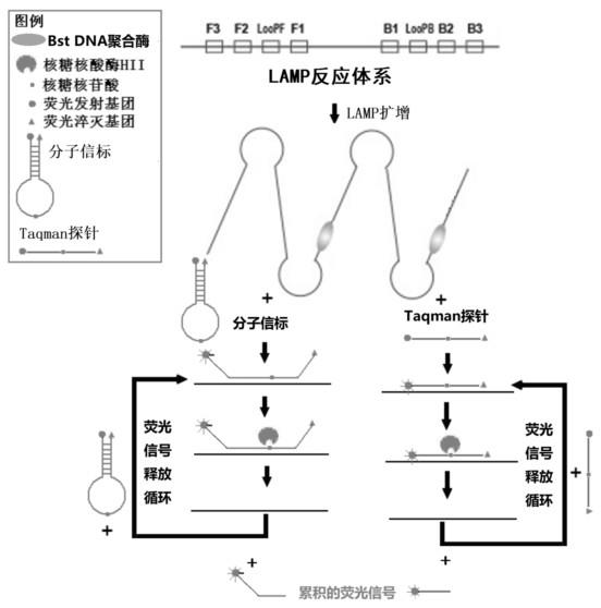 基于LAMP的核酸快速检测和单核苷酸多态性测定技术的制作方法